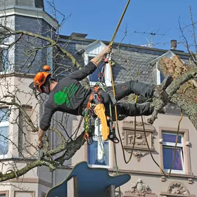 Bild von Karsten Schmutzer Baumpflege und Seilklettertechnik