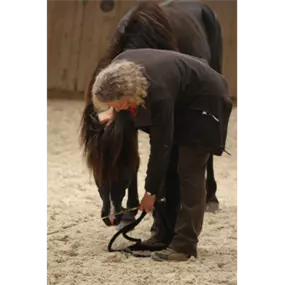 Bild von Reitschule am Samainhof Ursusla Wohlfahrt