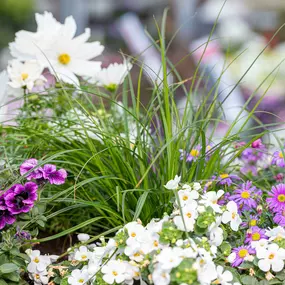 Bild von Blumen Brügger