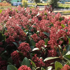 Bild von Gartencenter Lüske GmbH