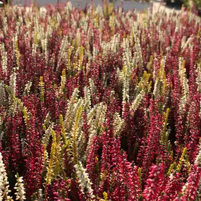 Bild von Gartencenter Lüske GmbH