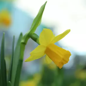 Bild von Gartencenter Lüske GmbH