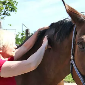 Bild von Pferdetherapeut Pferd-entspann-Dich Claudia Gansohr-Kratz, M.A.