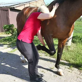 Bild von Pferdetherapeut Pferd-entspann-Dich Claudia Gansohr-Kratz, M.A.