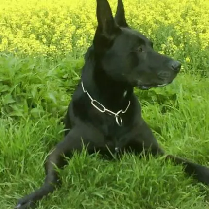 Logo od Hundeschule Buddy