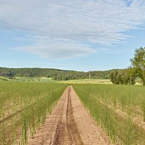 Bild von Obst- und Spargelhof Gold