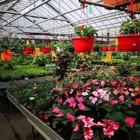 Bild von Greizer Vogtlandblumen GmbH