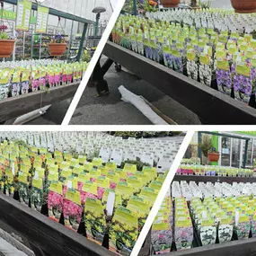 Bild von Greizer Vogtlandblumen GmbH