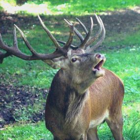 Bild von Wildpark Eekholt KG