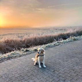 Hund mit Sonnenuntergang