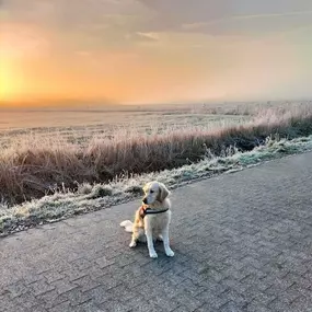 Hund mit Sonnenuntergang