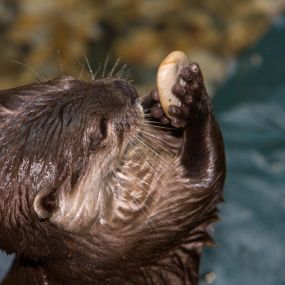 Otter im SEA LIFE Oberhausen