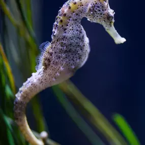 Bild von SEA LIFE Oberhausen