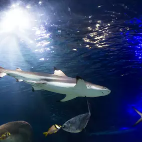 Bild von SEA LIFE Oberhausen