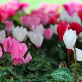 Bild von Blumen Tümmers