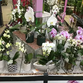 Orchideen Deko Frühjahr 2020