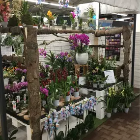 Orchideenfest 2019