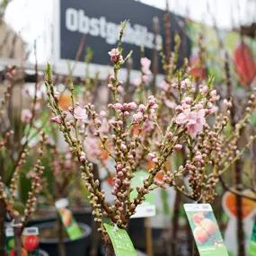 OBI Gartencenter Radebeul