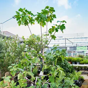 OBI Gartencenter Düsseldorf Heerdt