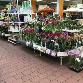 Orchideen