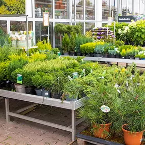 OBI Gartencenter Bannewitz bei Dresden