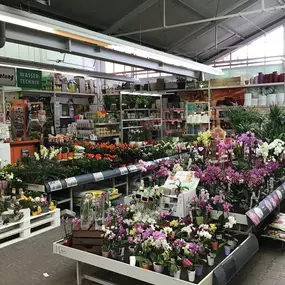 Zimmerpflanzen Obi-Markt April 2019