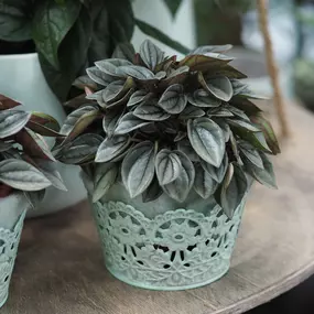 Bild von Blumen Honig - HONIG Floristik & Pflanzen