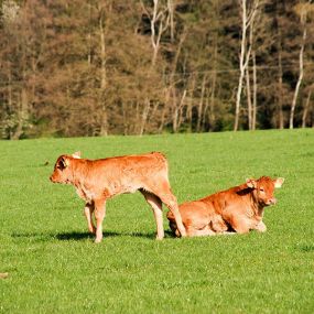 Bild von Ferienhof Hochthanner Inh. Anja Feuchtenberger