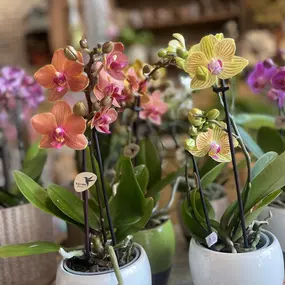 Bild von Blumenboutique Melanie