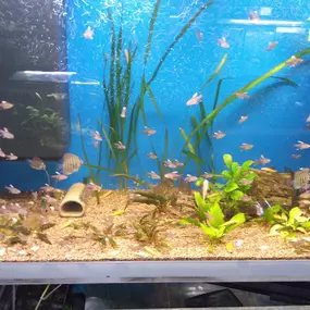 Bild von Michalski's Aquaristik