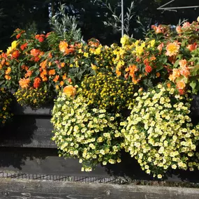 Bild von Blumen Kocks - Floristik - Friedhofsgärtnerei - Landschaftsbau