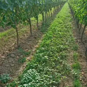 Bild von Weingut Markus Schädler