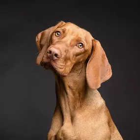 Bild von Der Hunde Coach Lothar Schneider