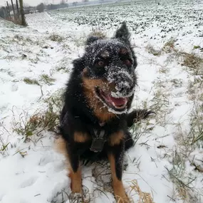 Bild von Der Hunde Coach Lothar Schneider