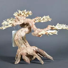 Bild von Aquascapers Galerie