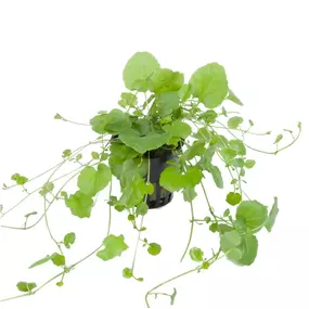 Bild von Aquascapers Galerie