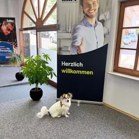 INTER Versicherung Armin Roggenstein Hund