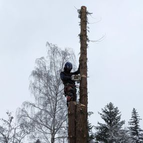 Bild von Baumdienst mit Seilzugangstechnik Bruchholz