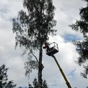 Bild von Baumdienst mit Seilzugangstechnik Bruchholz