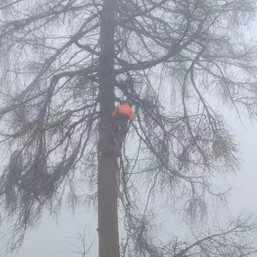 Bild von Baumdienst mit Seilzugangstechnik Bruchholz