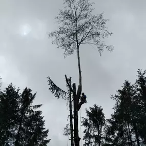 Bild von Baumdienst mit Seilzugangstechnik Bruchholz