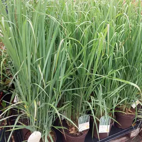 Bild von OBI Gartencenter Wuppertal-Steinbeck