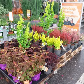 Bild von OBI Gartencenter Wuppertal-Steinbeck