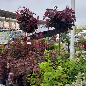 Bild von OBI Gartencenter Wuppertal-Steinbeck