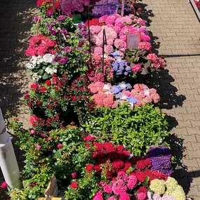 Bild von OBI Gartencenter Wuppertal-Steinbeck