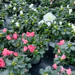 Bild von OBI Gartencenter Wuppertal-Steinbeck