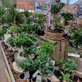 Bild von OBI Gartencenter Wuppertal-Steinbeck