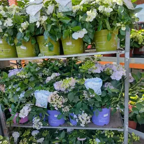 Bild von OBI Gartencenter Wuppertal-Steinbeck