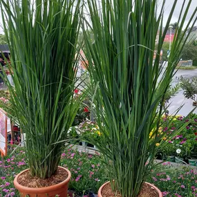 Bild von OBI Gartencenter Wuppertal-Steinbeck