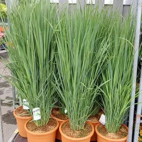 Bild von OBI Gartencenter Wuppertal-Steinbeck